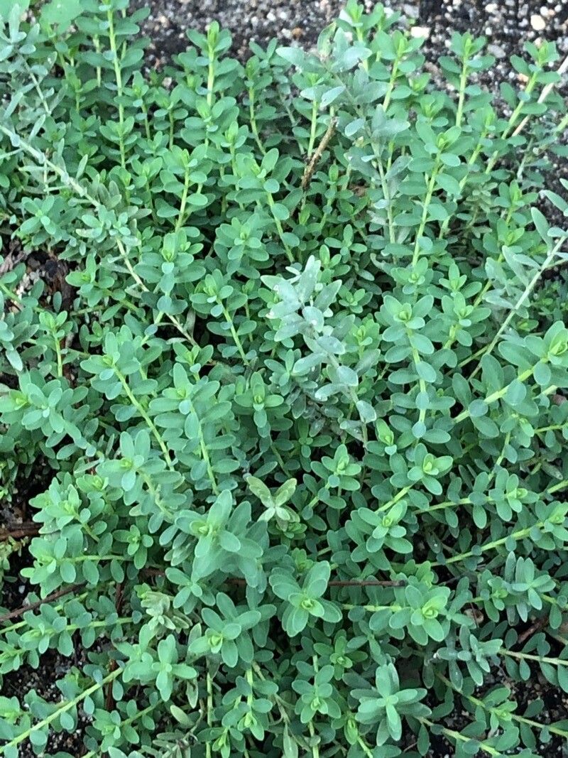 Hypericum olympicum — search result for 'Hypericaceae'
