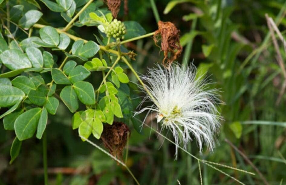 Jupunba brachystachya flower