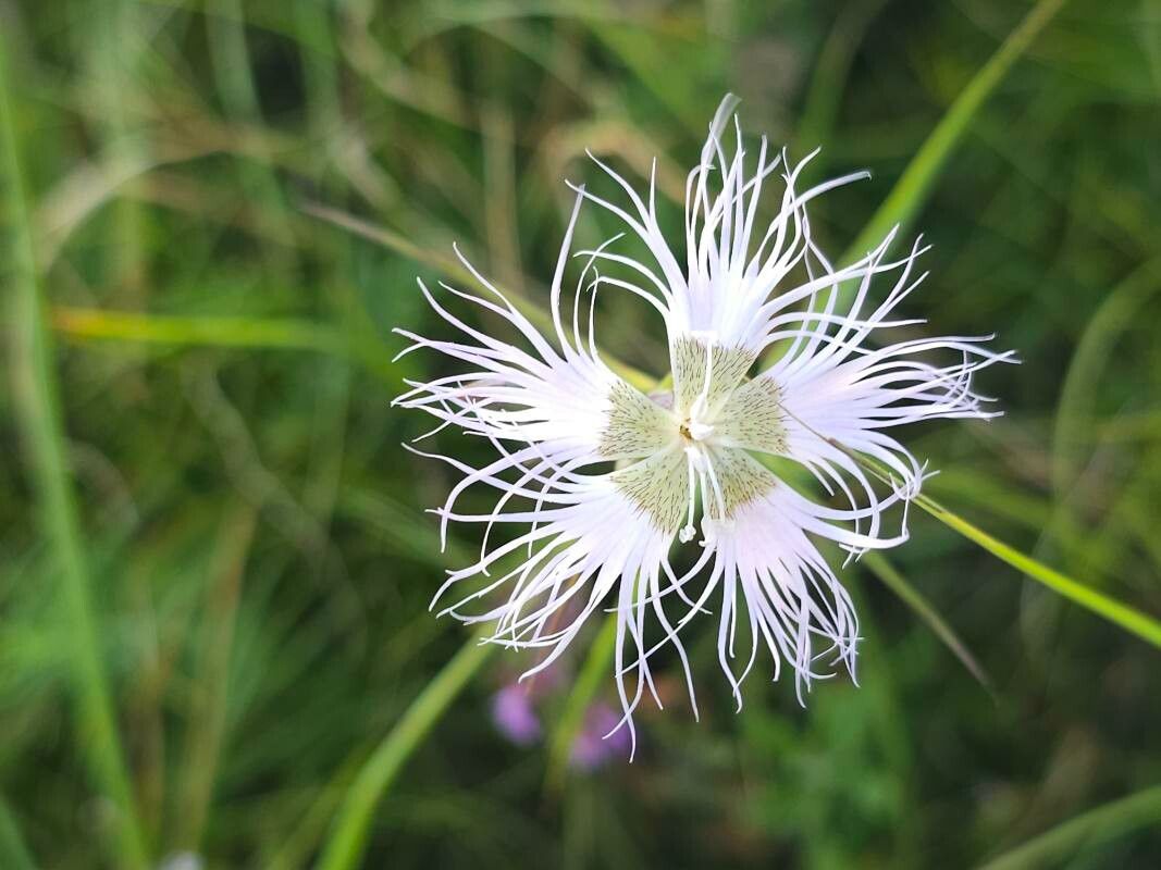Dianthus monspessulanus flower