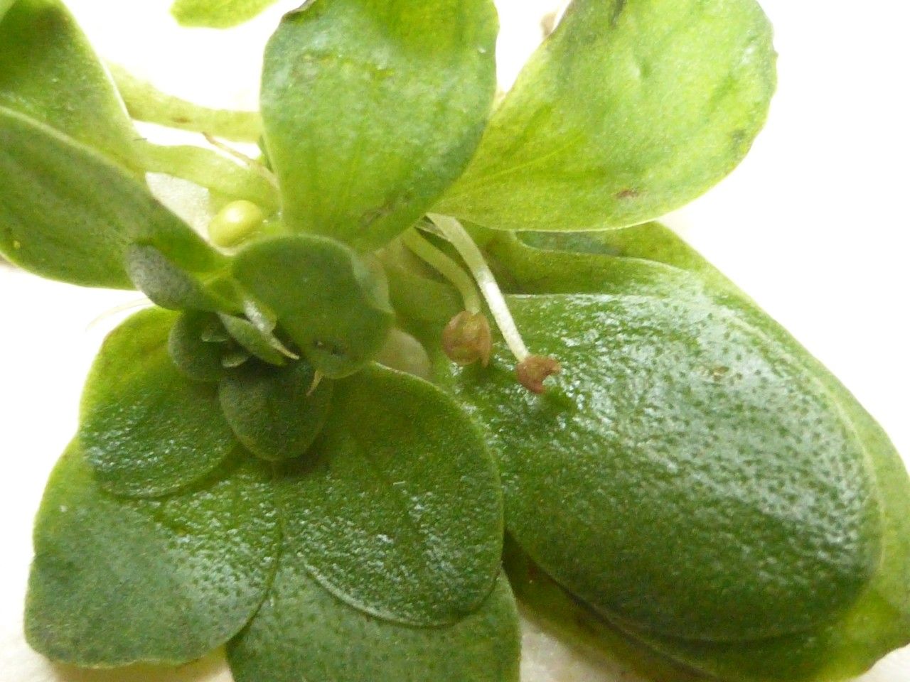 Callitriche brutia fruit