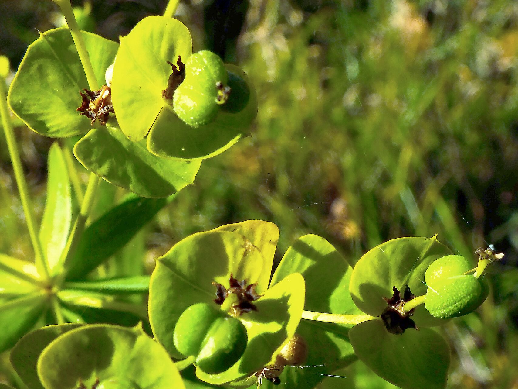 Euphorbia lucida fruit
