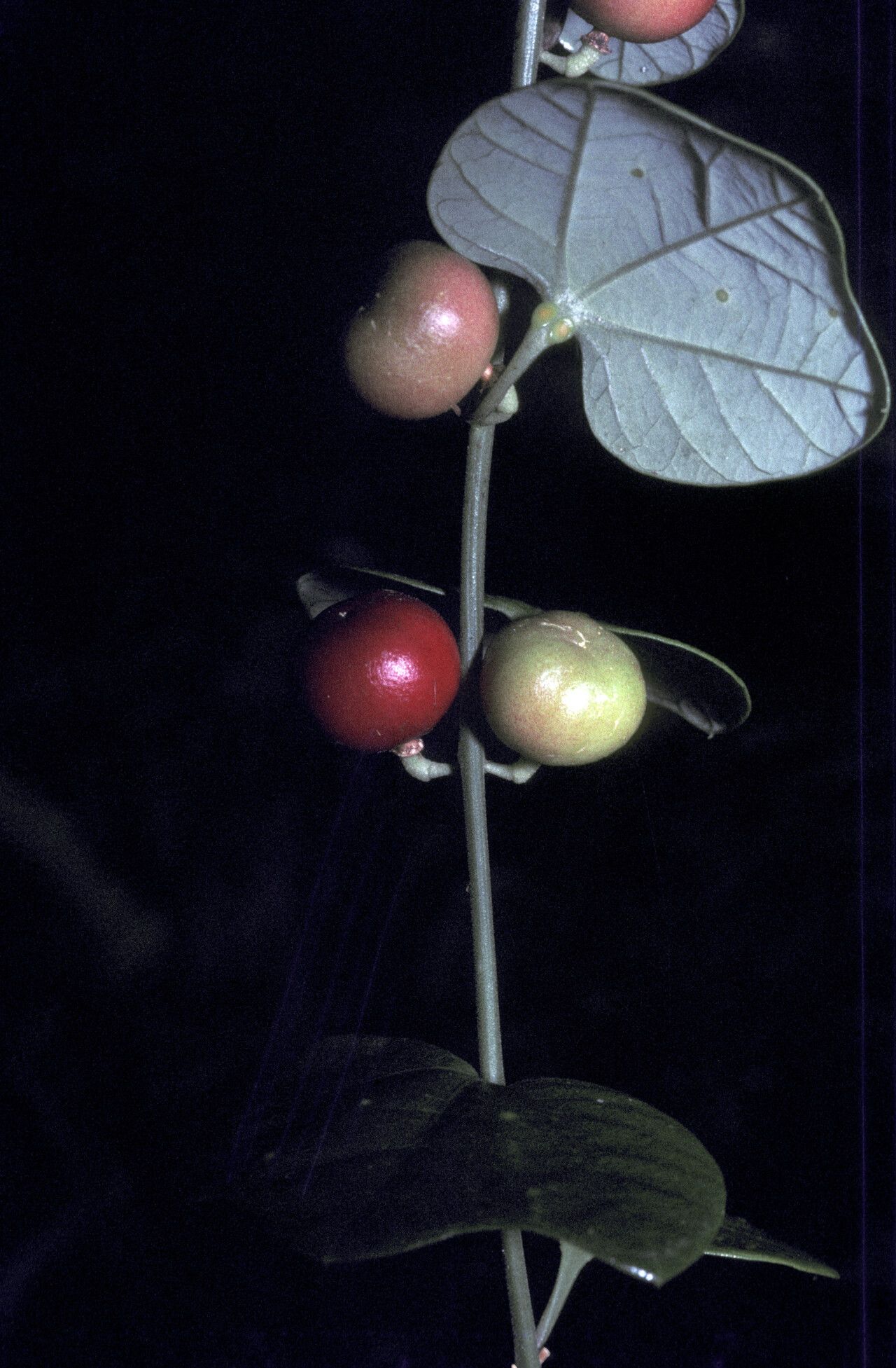 Passiflora fanchoniae fruit