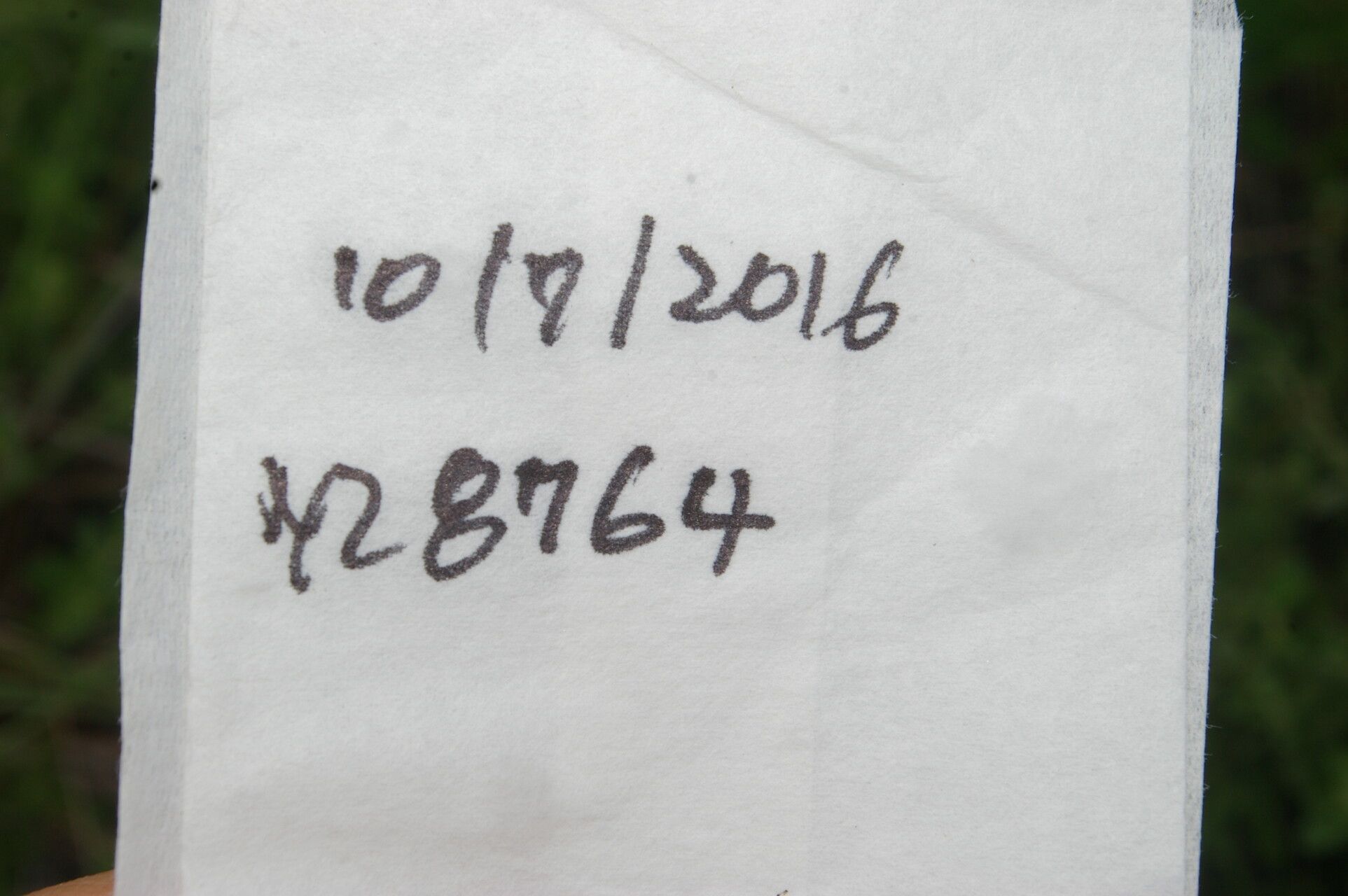 Croton jutiapensis fruit