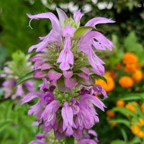 Monarda citriodora flower