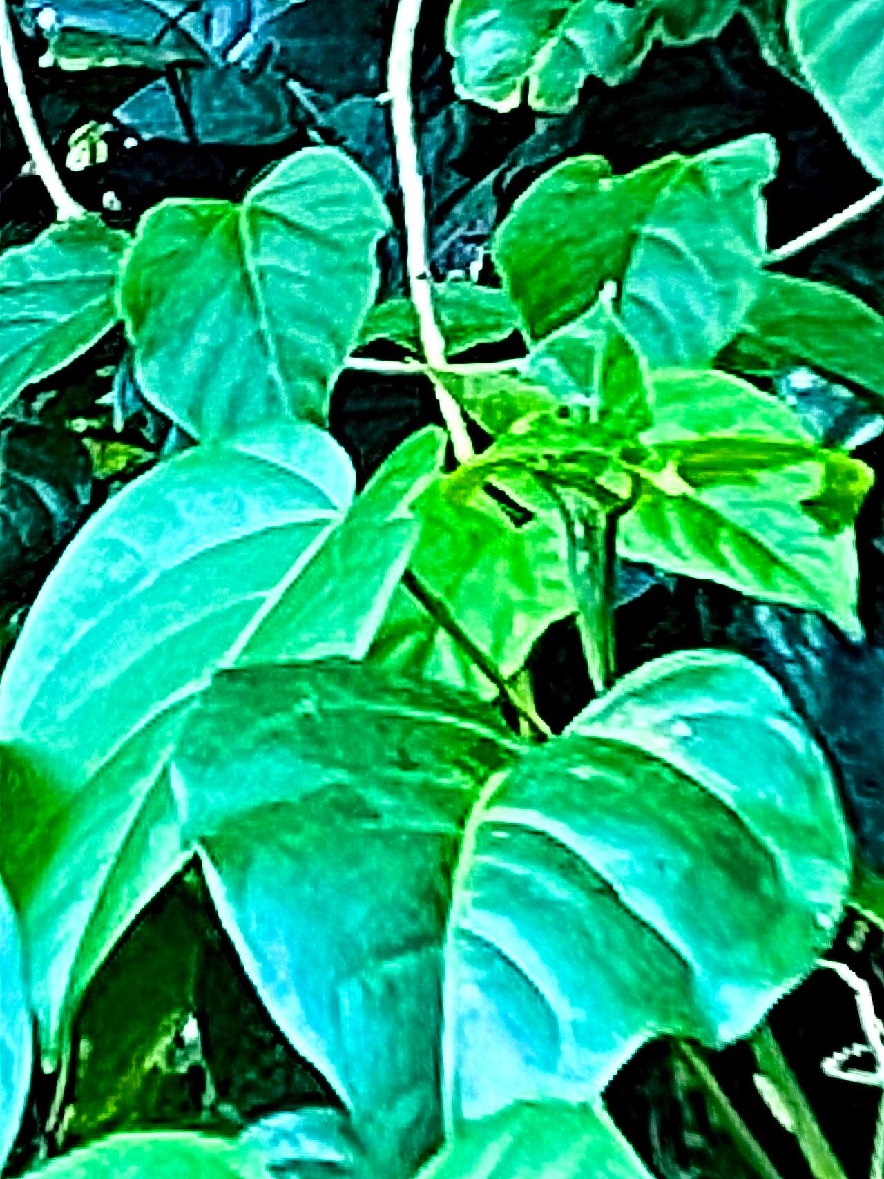 Thespesia grandiflora — related species from the same genus