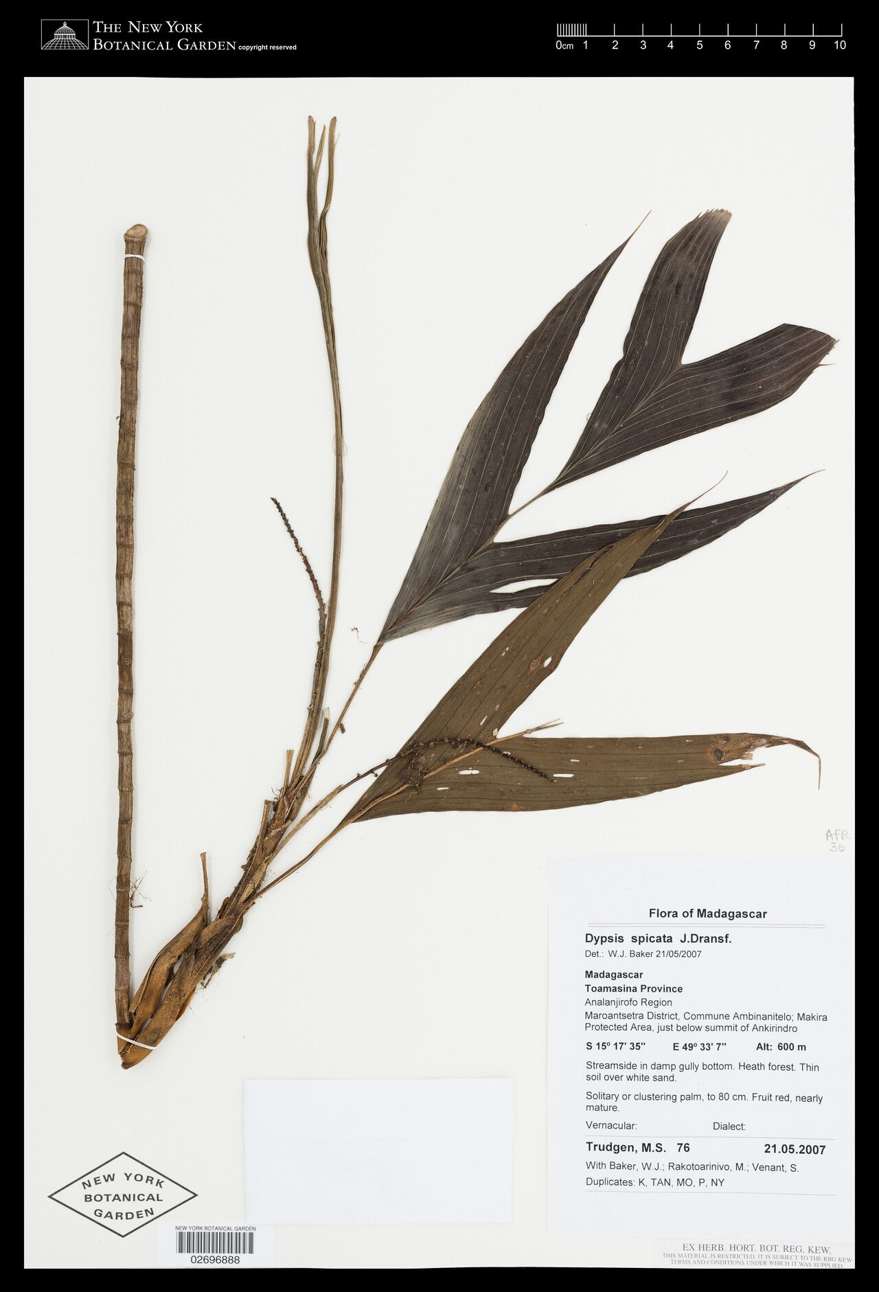 Dypsis spicata — houseplant care guide