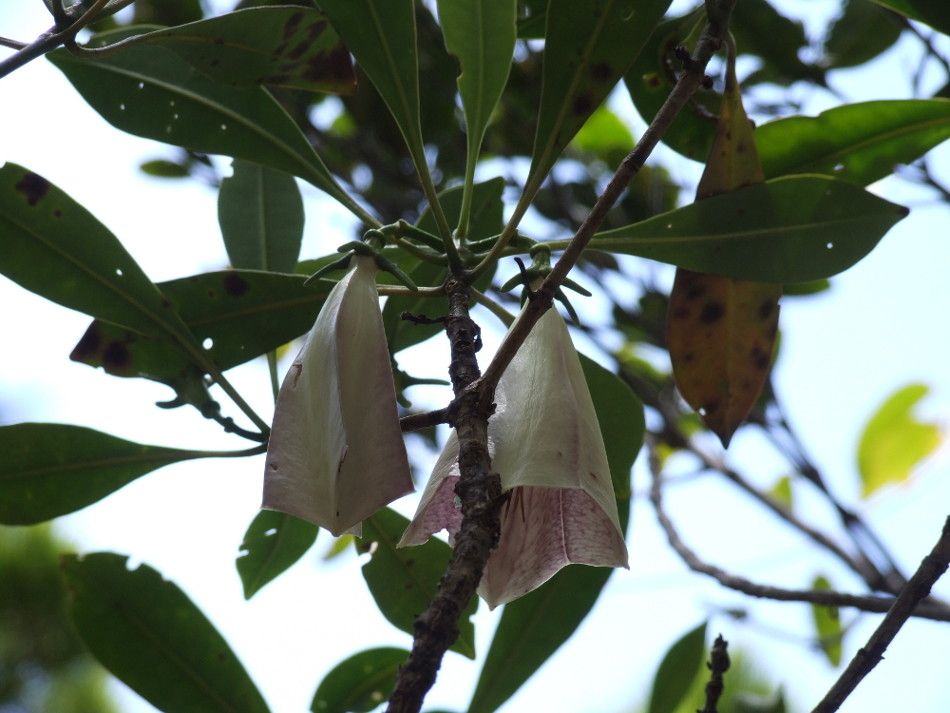 Thiollierea rigaultii fruit