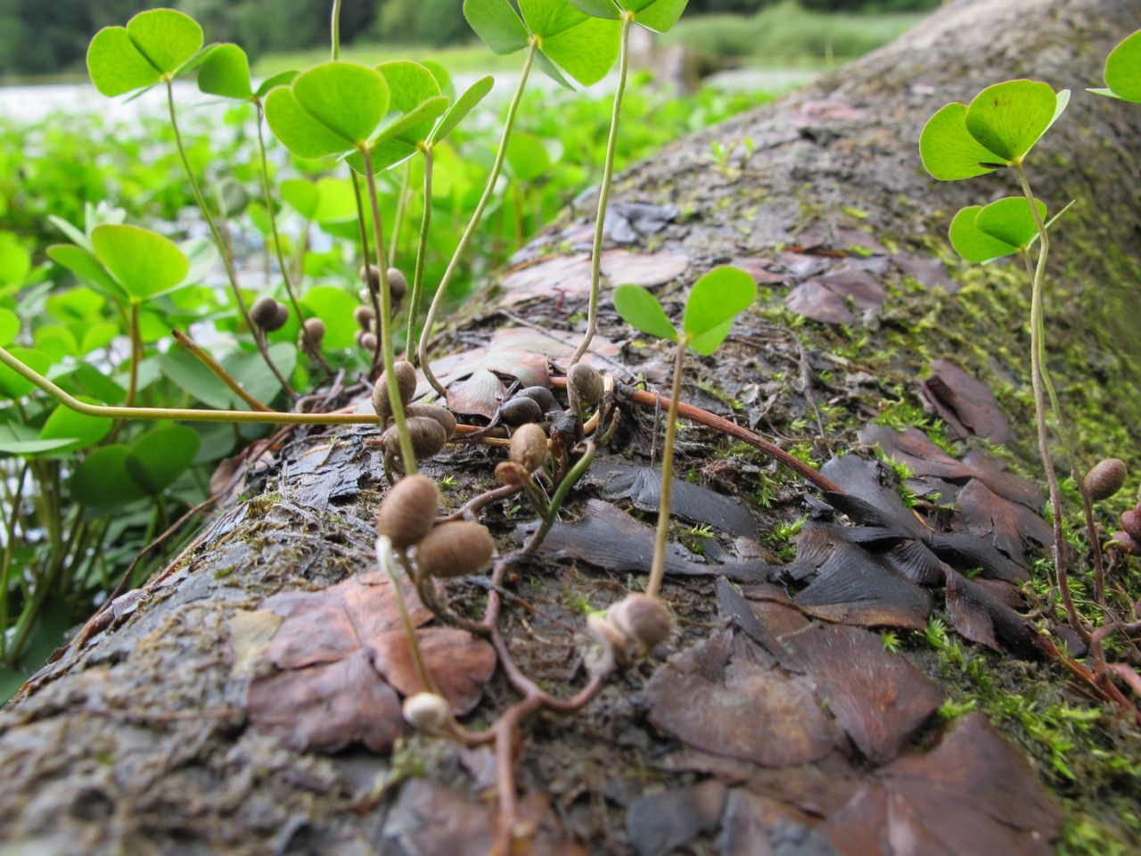 Marsilea quadrifolia fruit