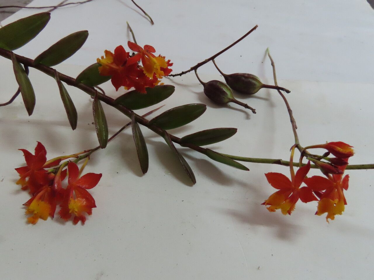 Epidendrum radicans