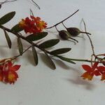 Epidendrum radicans