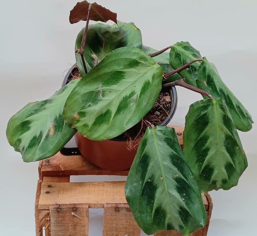 Maranta cristata leaf