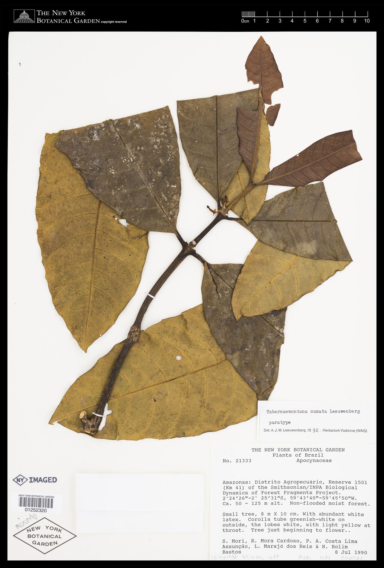 Tabernaemontana cumata leaf