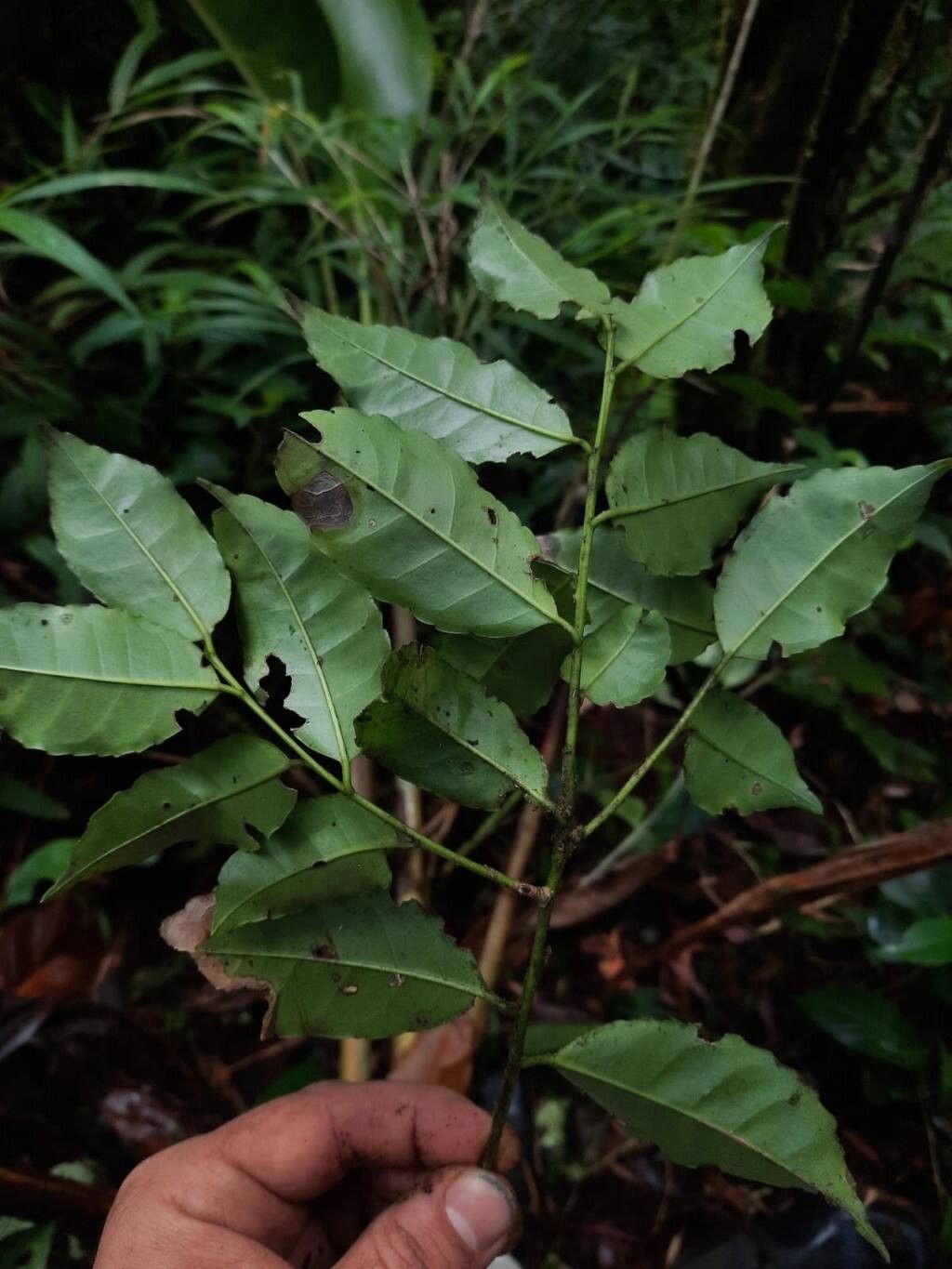 Ilex lamprophylla — search result for 'Ilex'