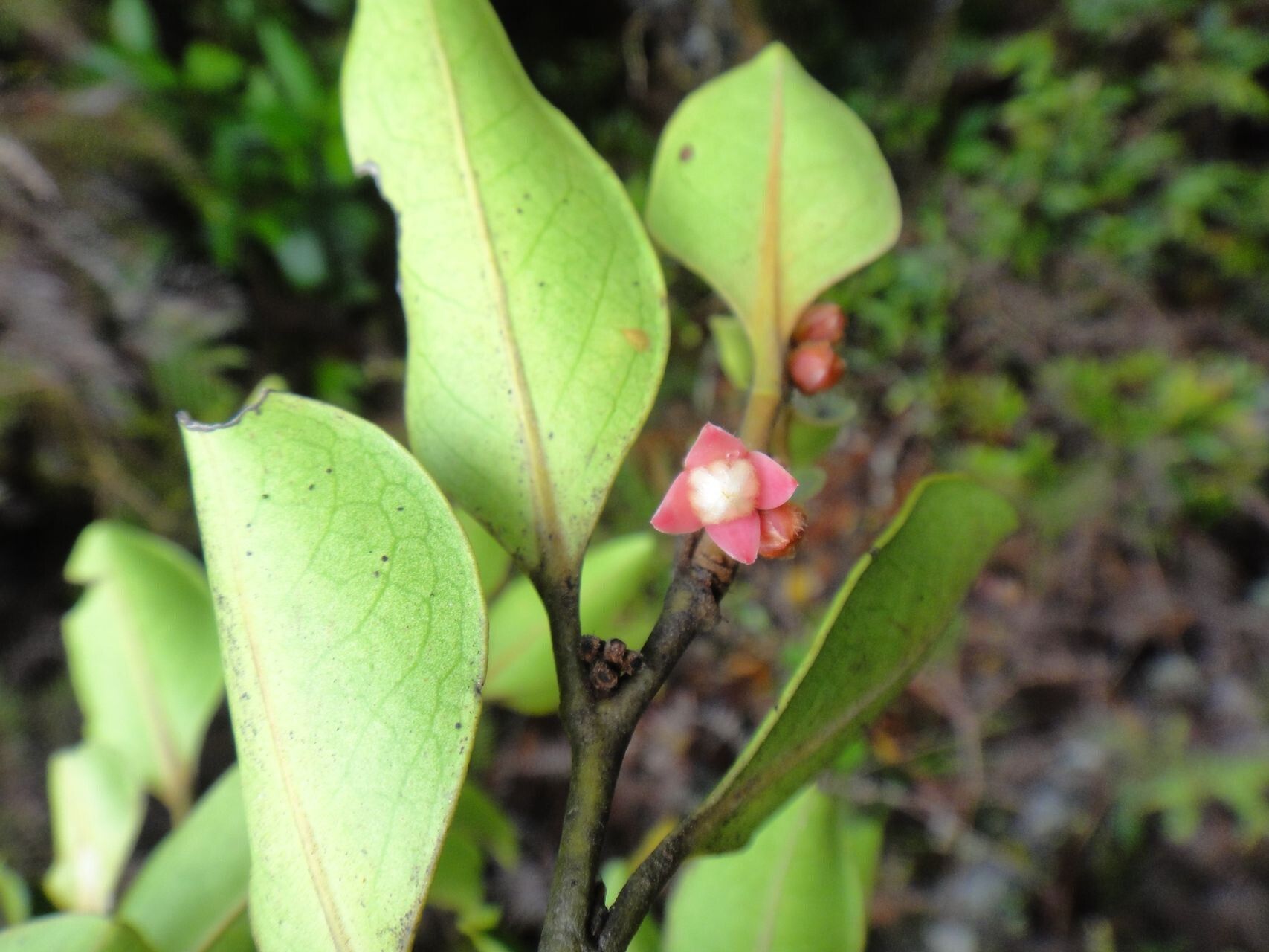 Diospyros oubatchensis — houseplant care guide