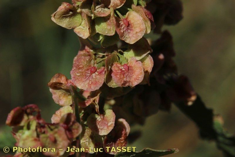 Rumex × propinquus — houseplant care guide