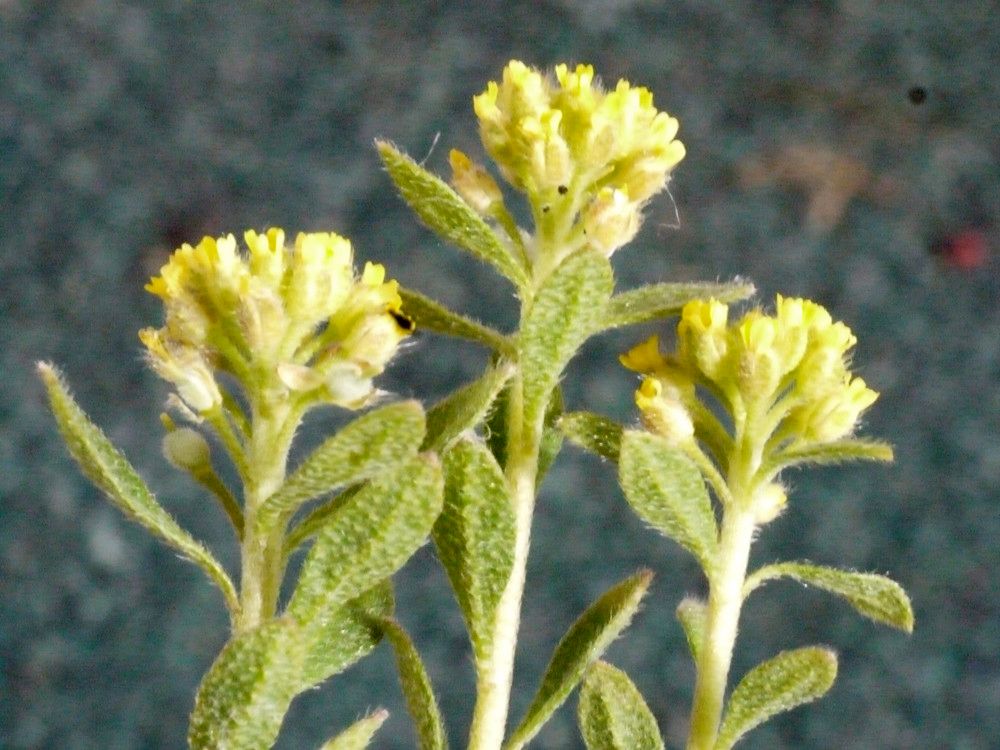 Alyssum campestre other