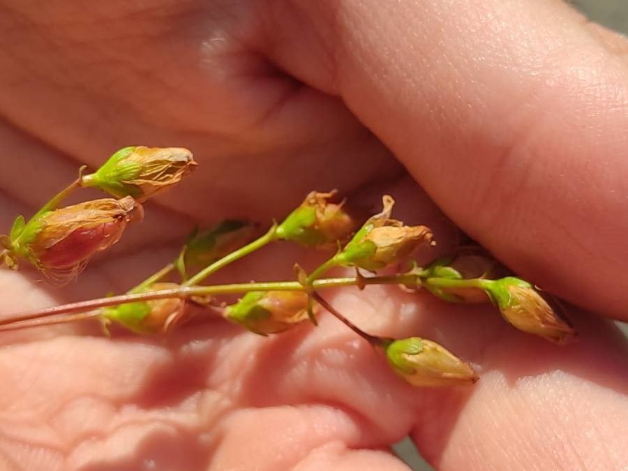 Keckiella antirrhinoides fruit