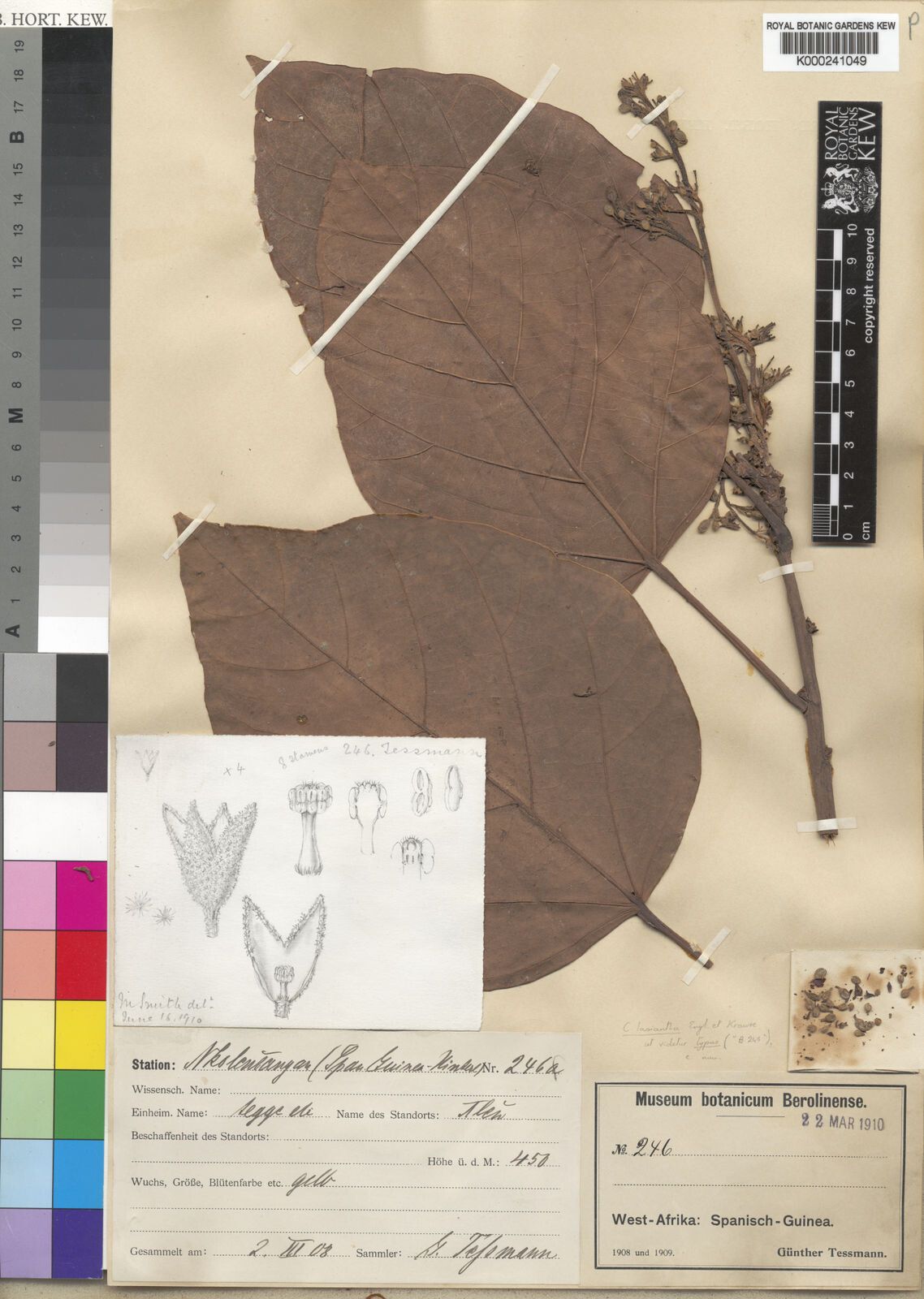 Cola lasiantha — houseplant care guide