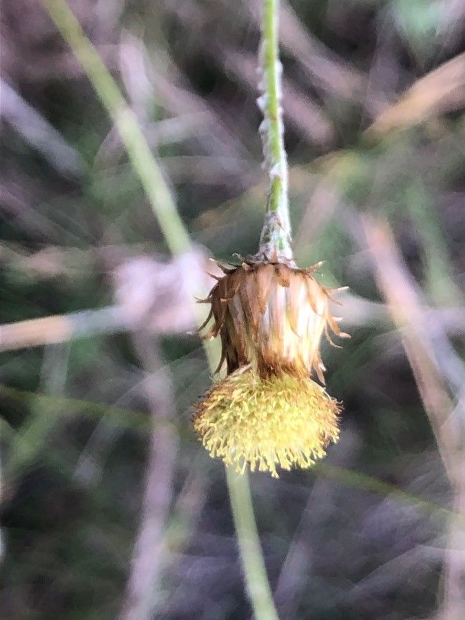 Phagnalon saxatile leaf