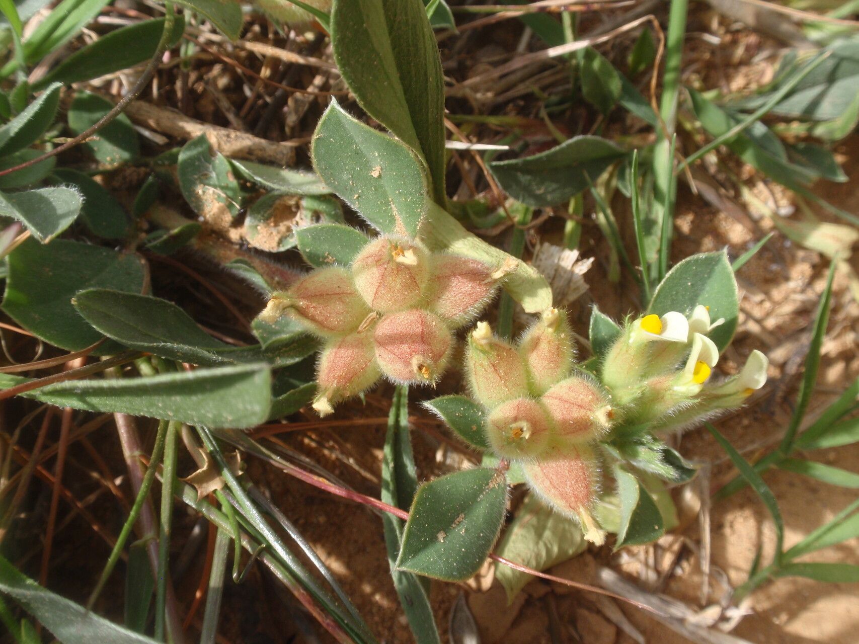 Tripodion tetraphyllum fruit