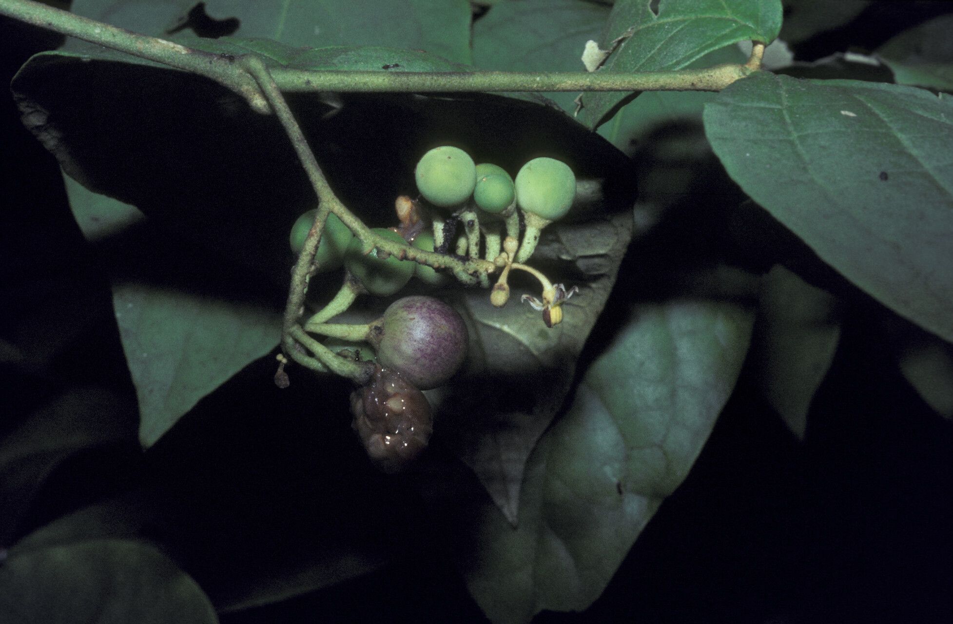 Solanum schlechtendalianum — houseplant care guide