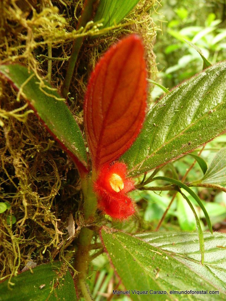 Columnea calotricha — related species from the same genus