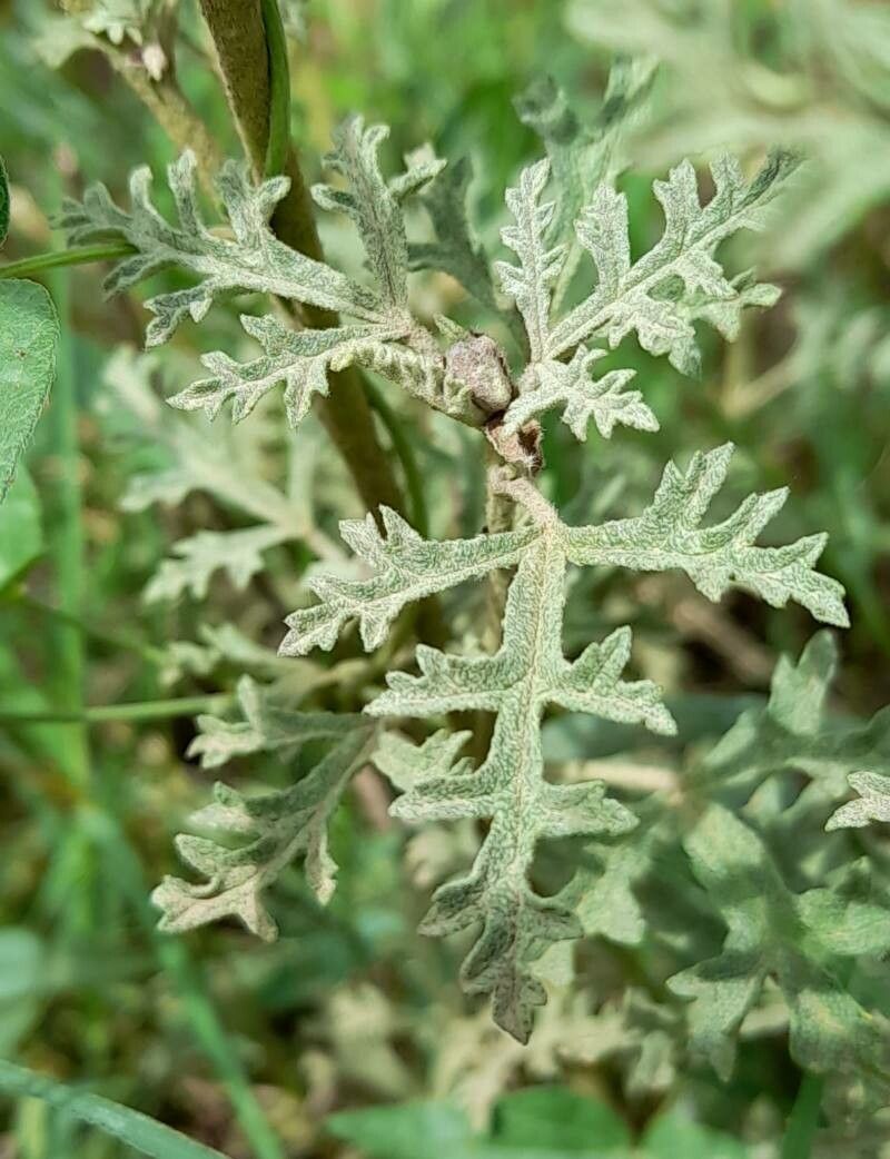 Sphaeralcea australis leaf