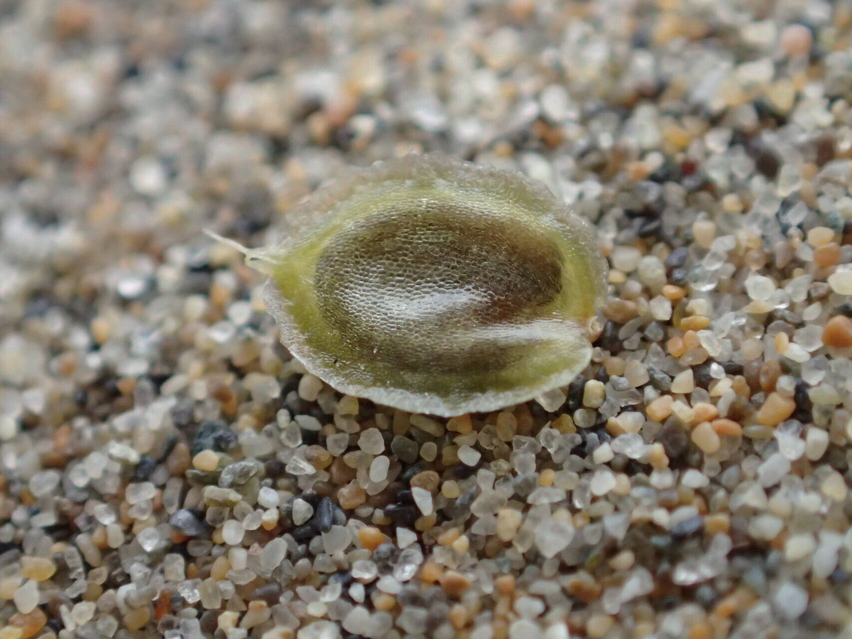 Corispermum gallicum fruit
