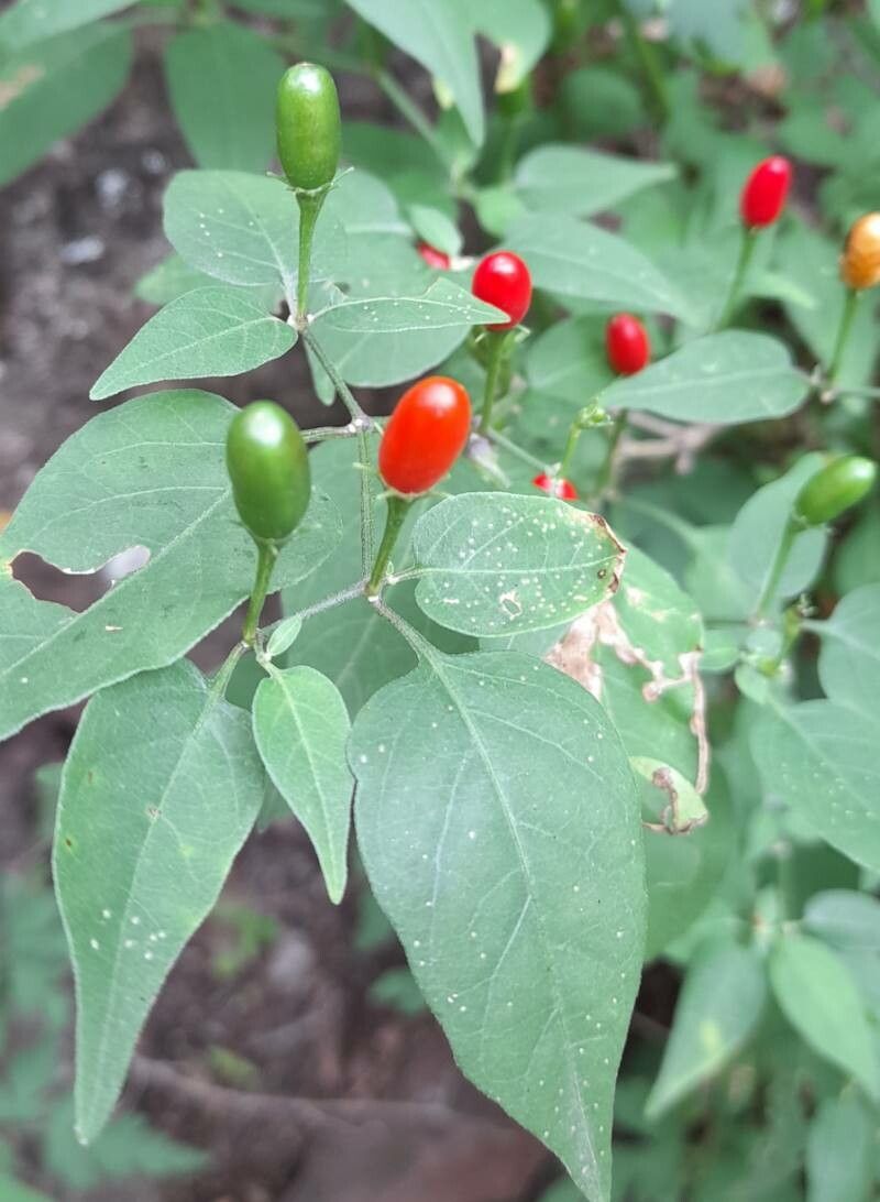 Capsicum chacoense fruit