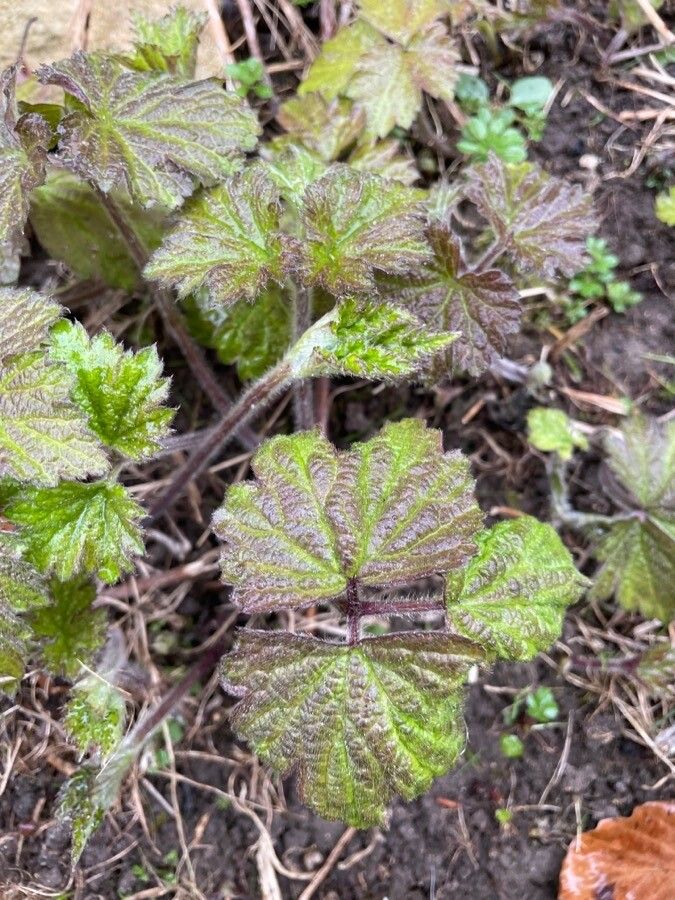 Eriocapitella vitifolia leaf