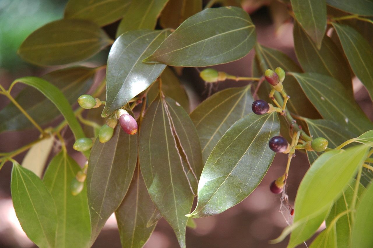 Cinnamomum burmanni — search result for 'Lauraceae'