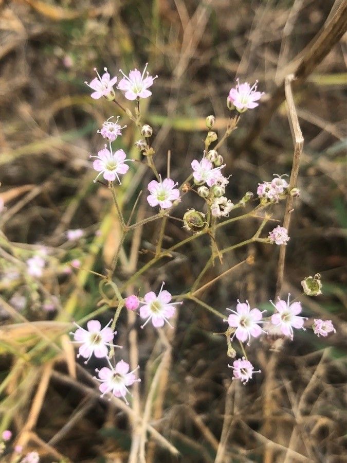 Gypsophila bermejoi flower