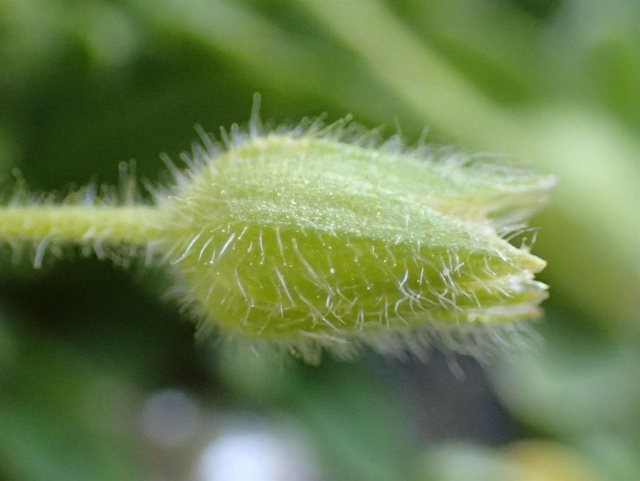 Cerastium pedunculatum fruit