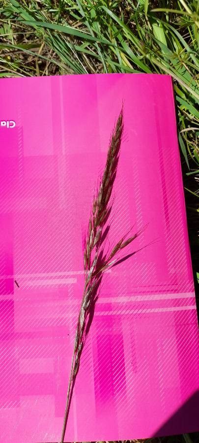 Bromus erectus leaf