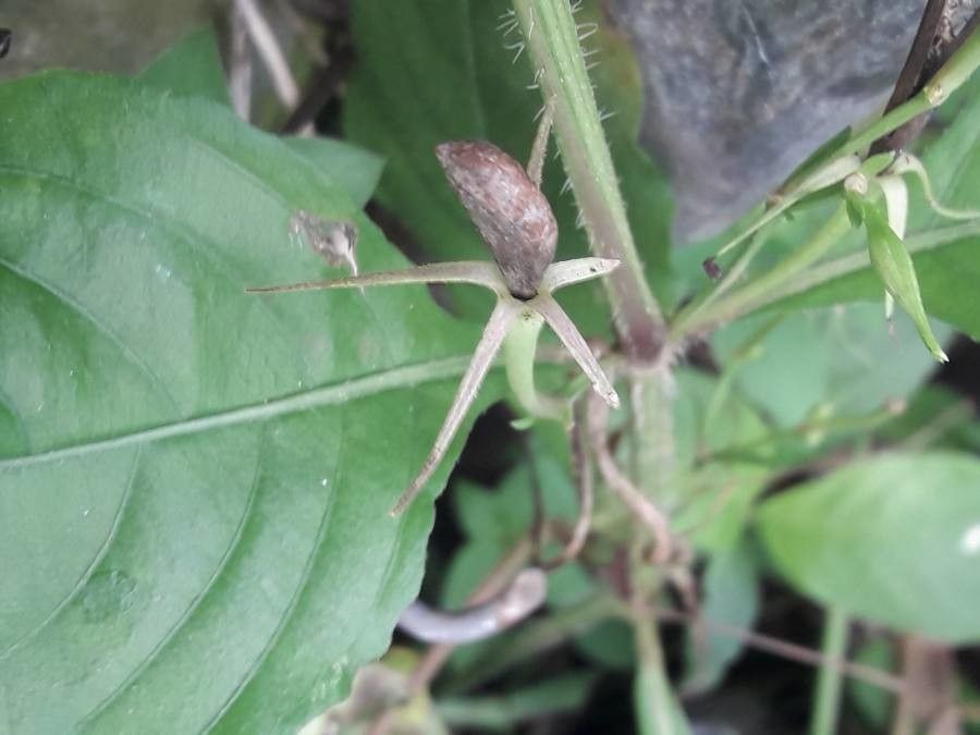 Ruellia tuberosa fruit