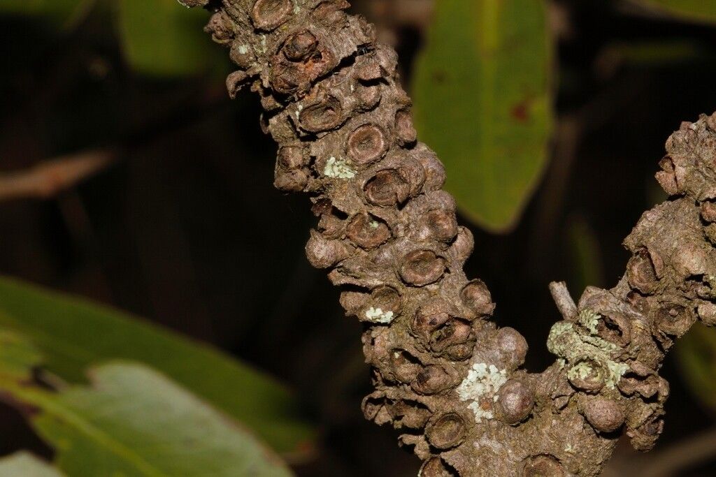 Pilostyles aethiopica — related species from the same genus