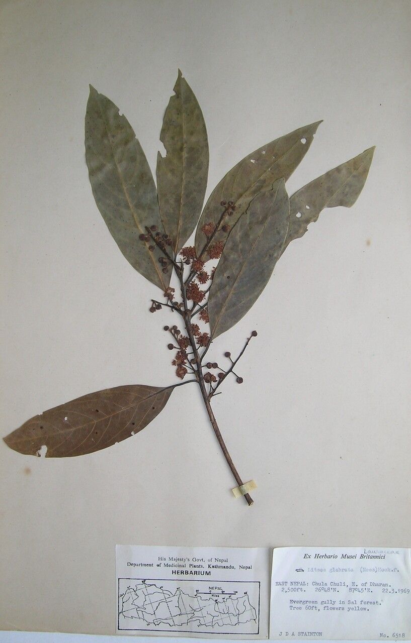 Litsea panamanja — search result for 'Litsea'