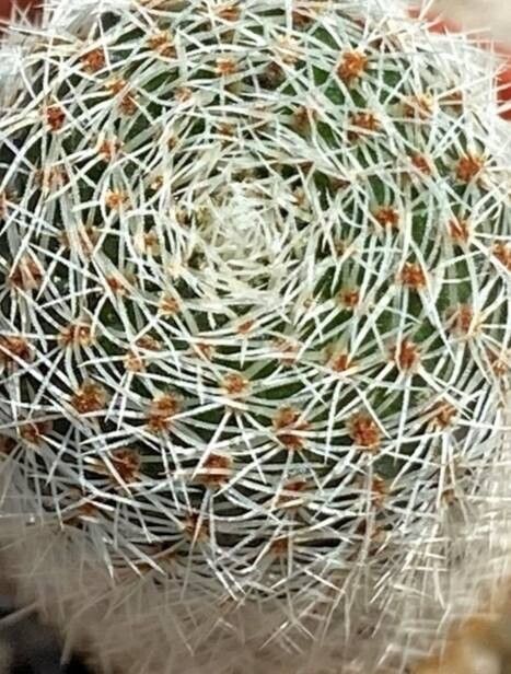 Aylostera nigricans — houseplant care guide