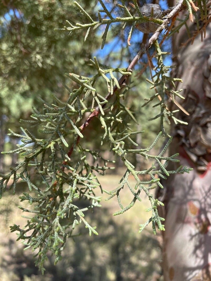 Cupressus guadalupensis leaf