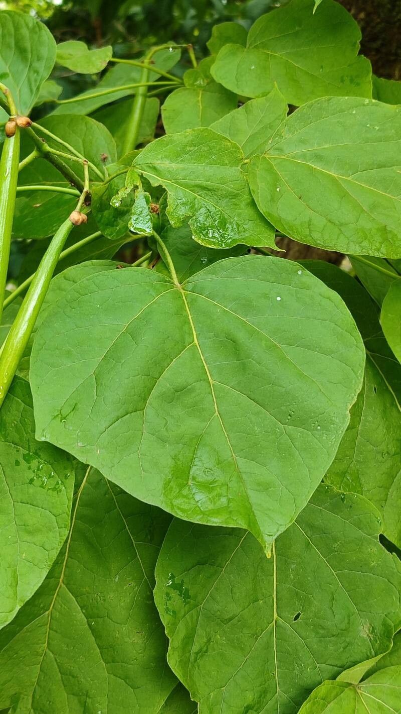 Catalpa × erubescens leaf