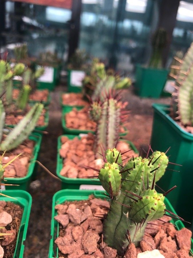 Euphorbia enopla — search result for 'Euphorbia'