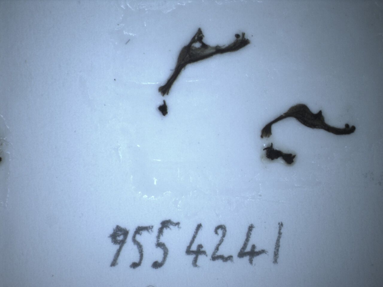 Coleus pallidus other