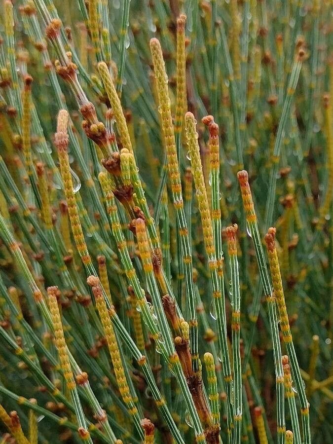 Allocasuarina distyla — search result for 'Casuarinaceae'