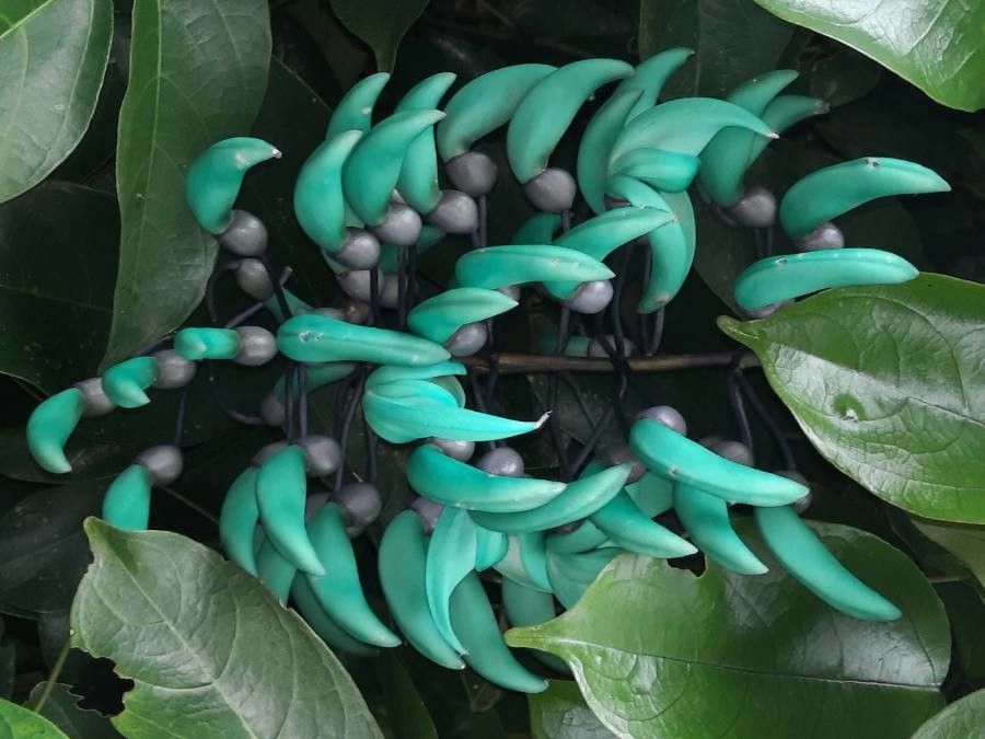 Strongylodon macrobotrys flower