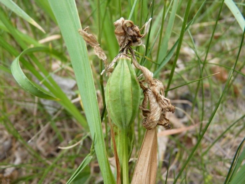 Iris graminea fruit