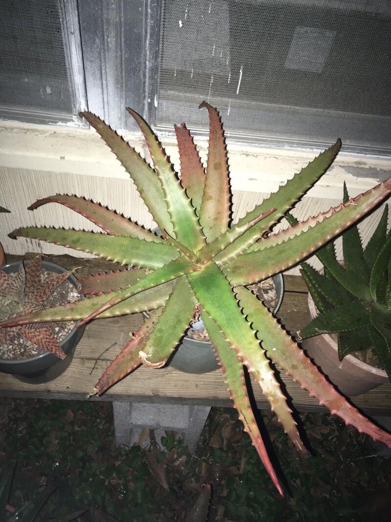 Aloe cameronii leaf