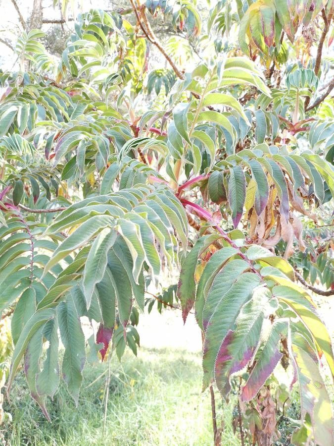 Hagenia abyssinica — search result for 'Malawi'