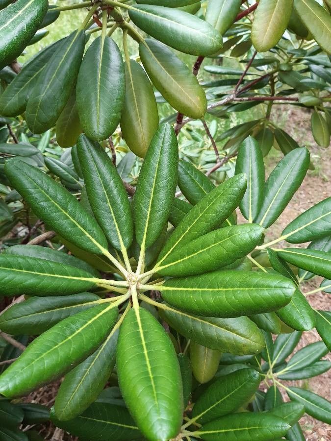 Rhododendron fauriei — houseplant care guide