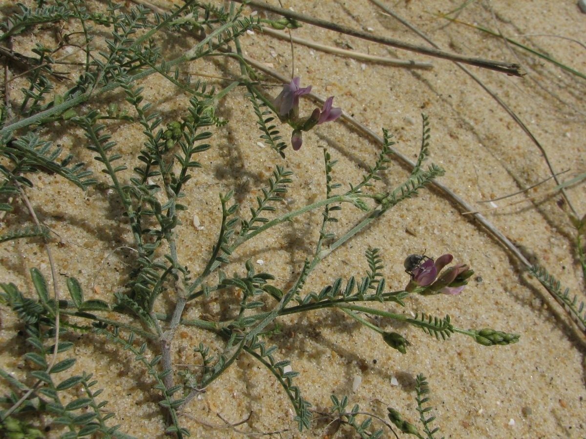 Astragalus baionensis habit