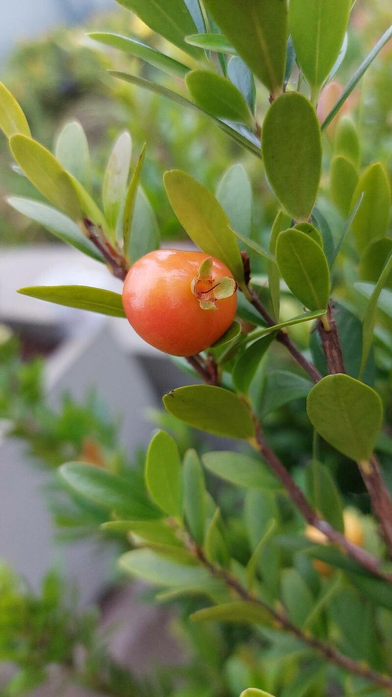 Eugenia mattosii fruit